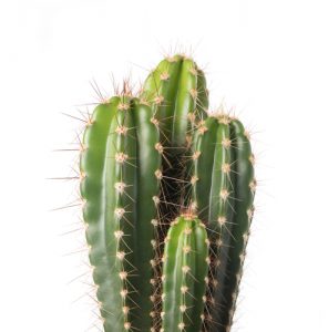 Le cactus, parfait pour les locks