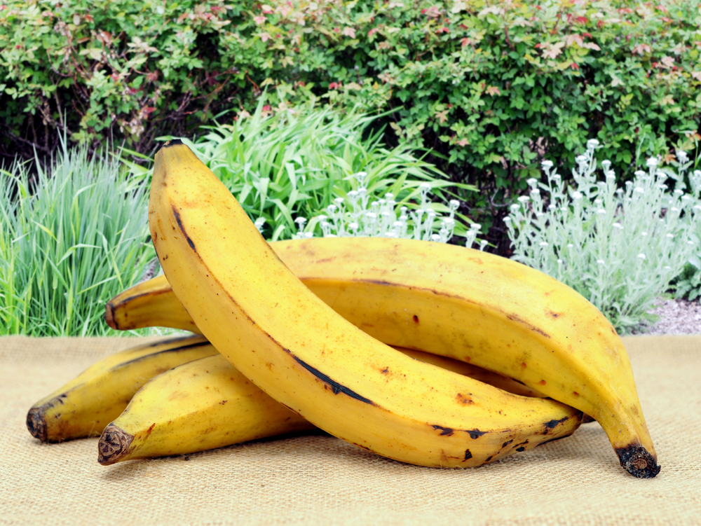 Bananes plantain jaunes