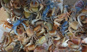crabes de terre