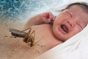 Le zika, une menace pour les bébés 